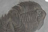 Killer, Double Arctinurus Trilobite Plate - Middleport, New York #219930-3